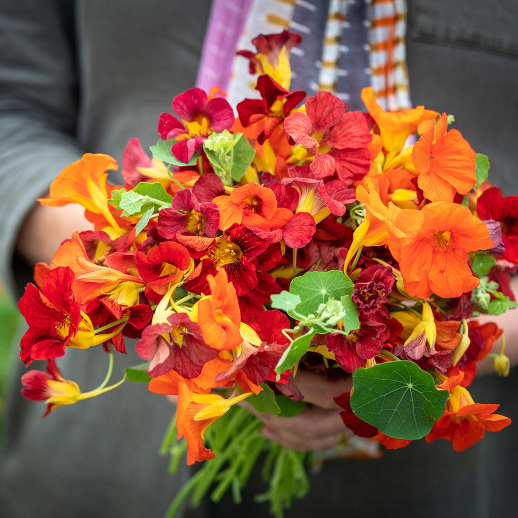 Nasturtium Seeds