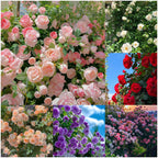 Mixed Climbing Flower Seeds -Over 30 kinds mixed