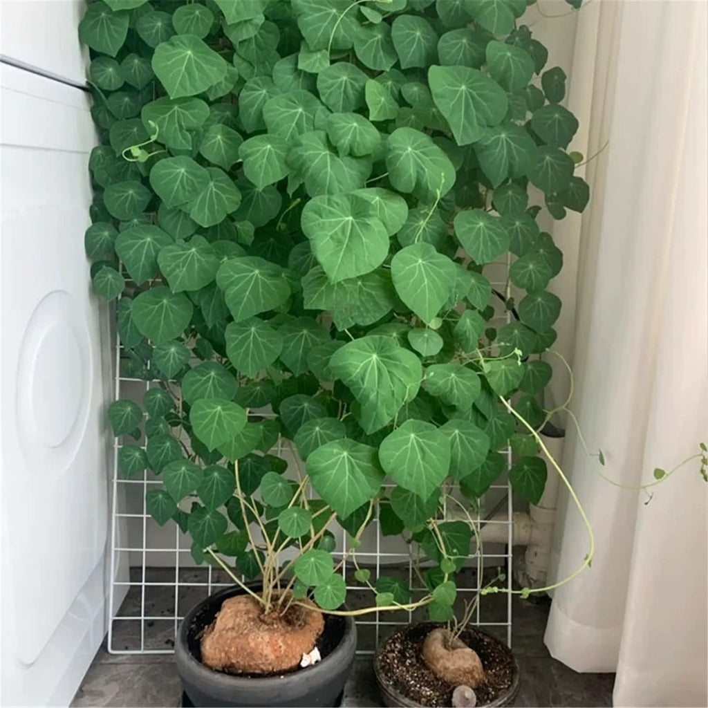 Stephania Erecta Climbing Greenery Seeds