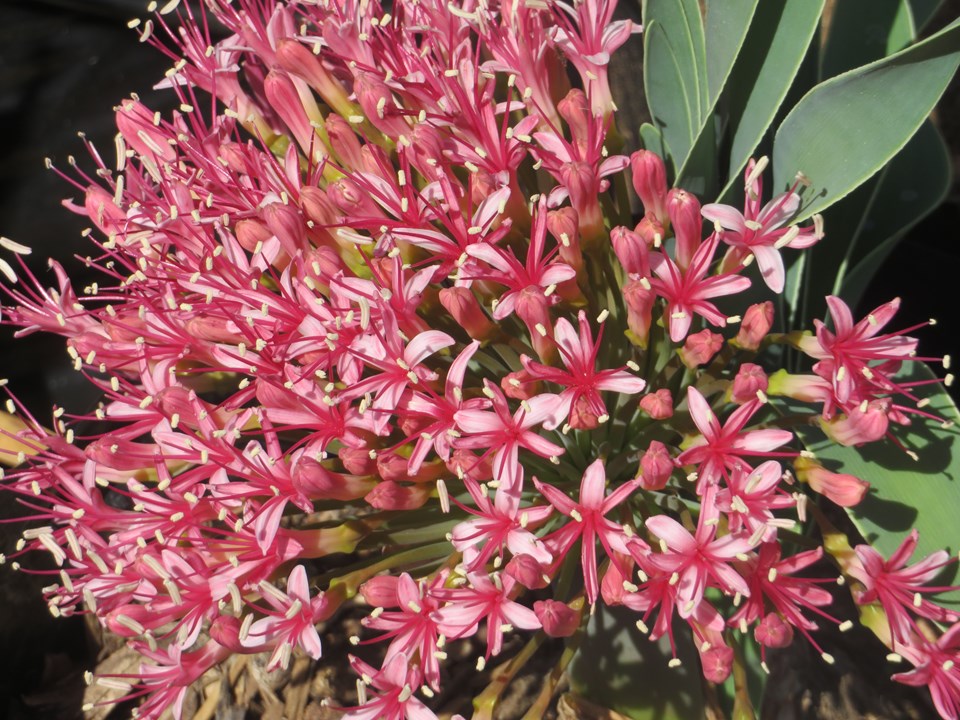 Ammocharis coranica - Ground lily