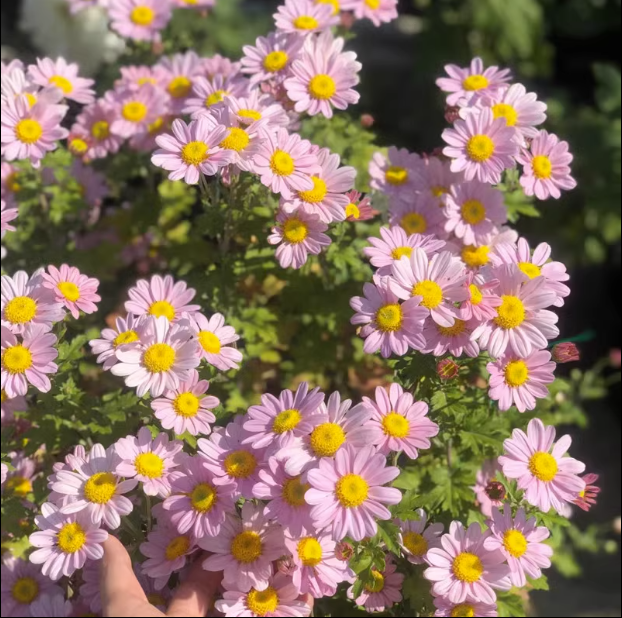 Small Daisies - Multi-color Flower Seeds