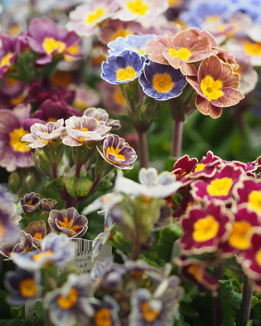 Mixed Color Primrose Seeds
