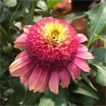 Echinacea 'Rainbow Sherbet' (Coneflower)