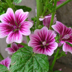French Mallow Seeds (Malva sylvestris)