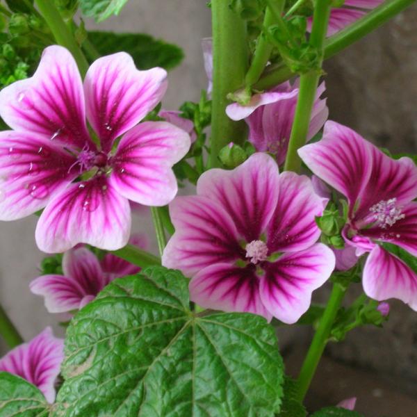 French Mallow Seeds (Malva sylvestris)