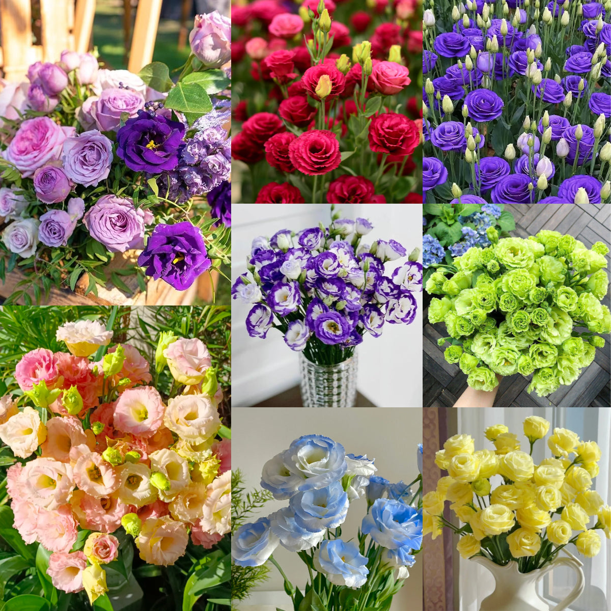 💐Lisianthus – Timeless Beauty, Everlasting Love💫