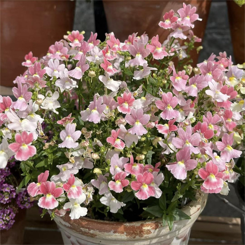 Nemesia Strumosa Benth