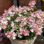 Nemesia Strumosa Benth