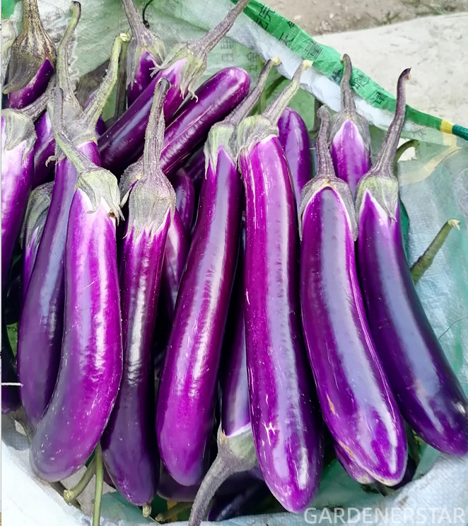 🍆Purple Eggplant Seeds