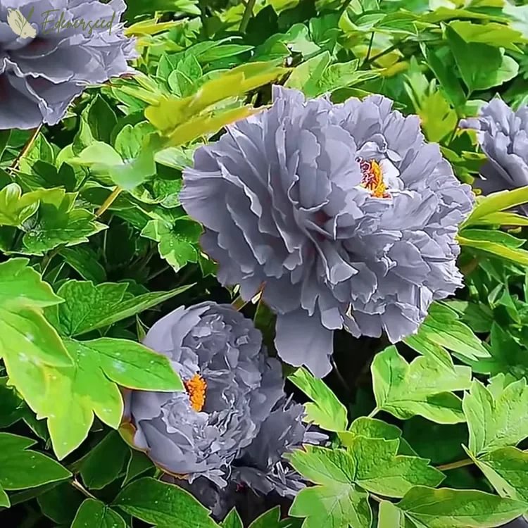 Black Beauty Peony Flower Seeds