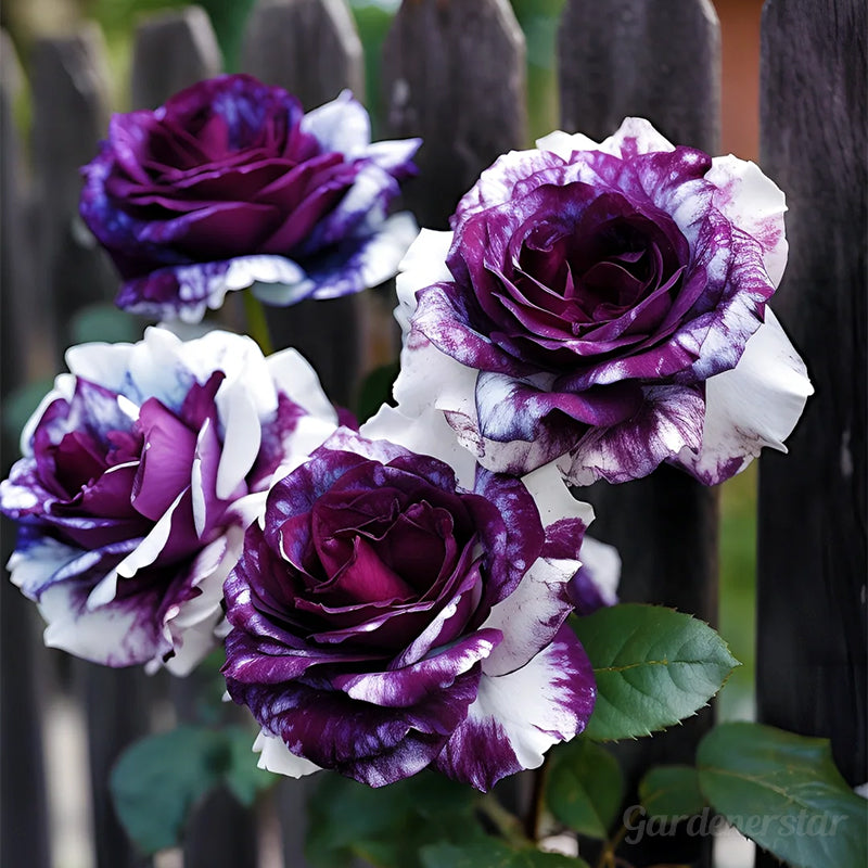Rare Purple White Rose Flower Seeds