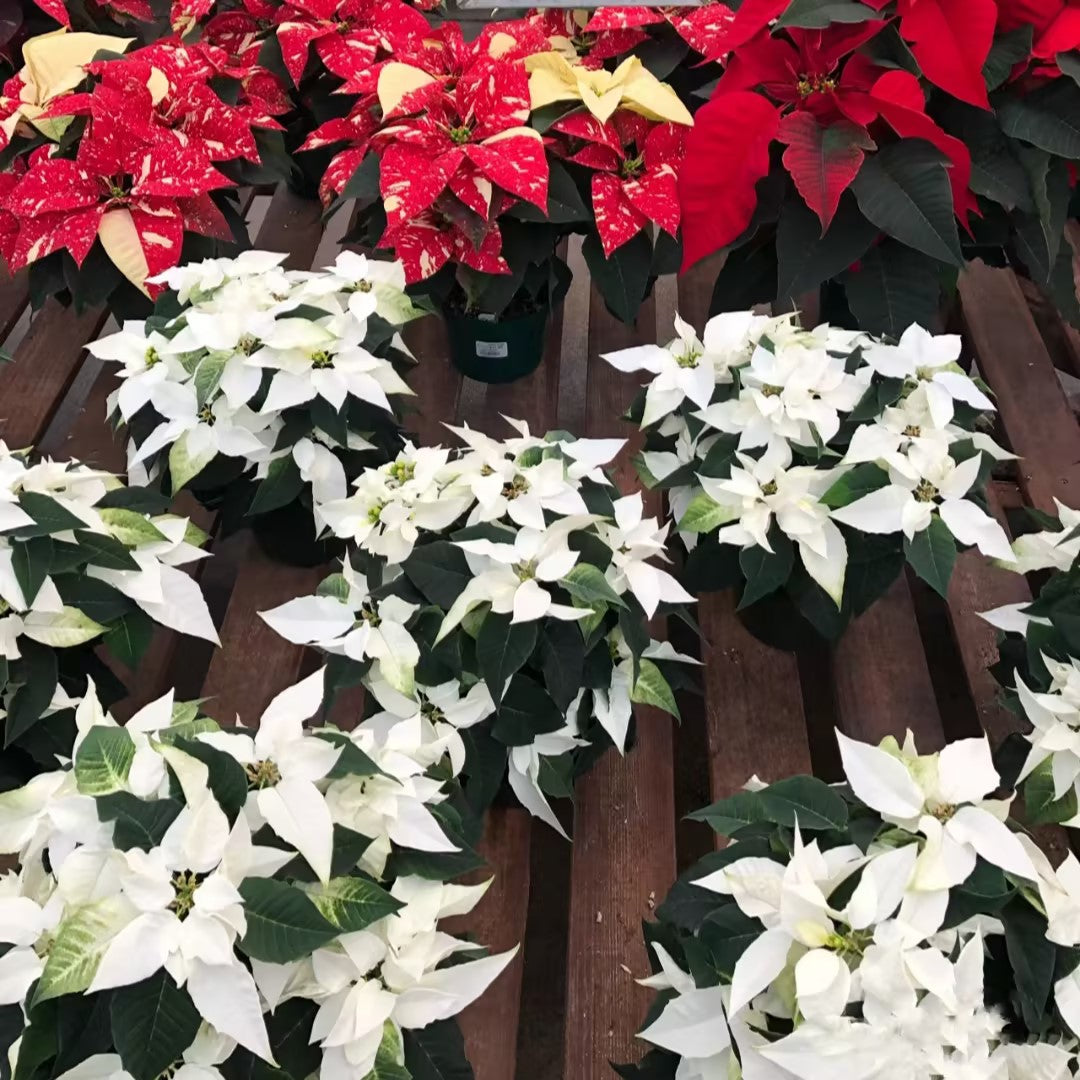 Christmas Star Flower Poinsettia Pot Seeds