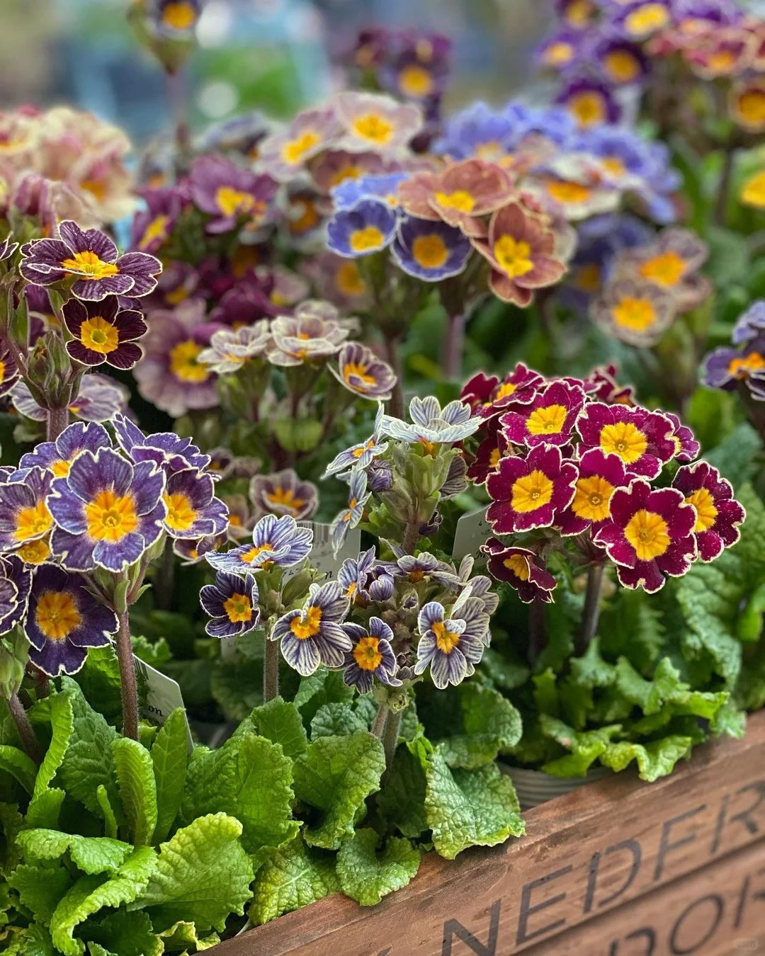 Mixed Color Primrose Seeds