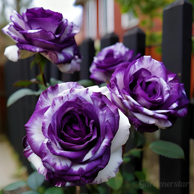 Rare Purple White Rose Flower Seeds