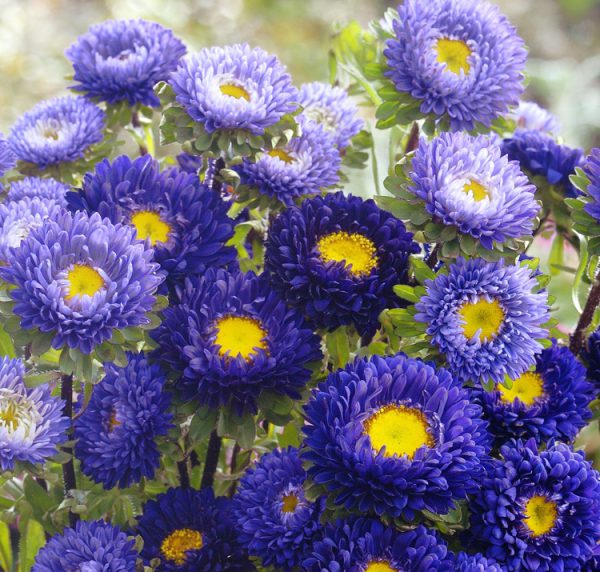 Aster China Matsumoto Blue Flower