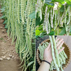 High Yielding Kidney Beans