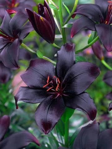 Night Rider Lily Seeds
