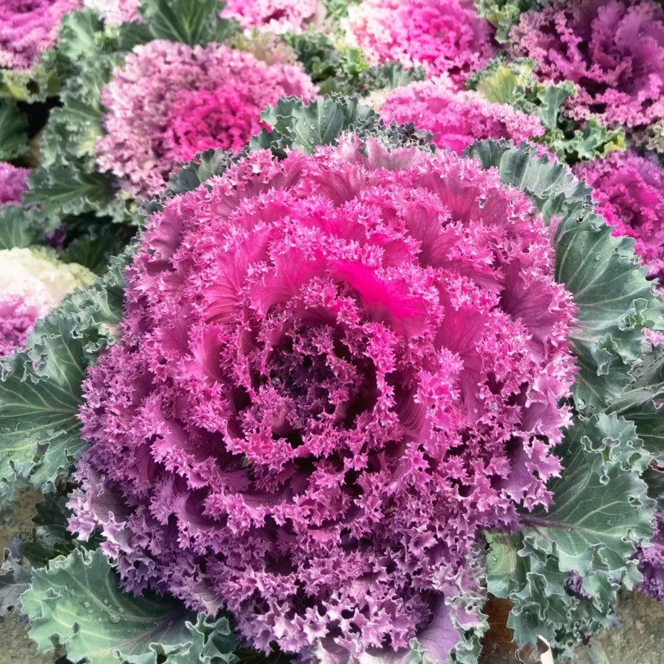 🌈Colorful Kale Seeds
