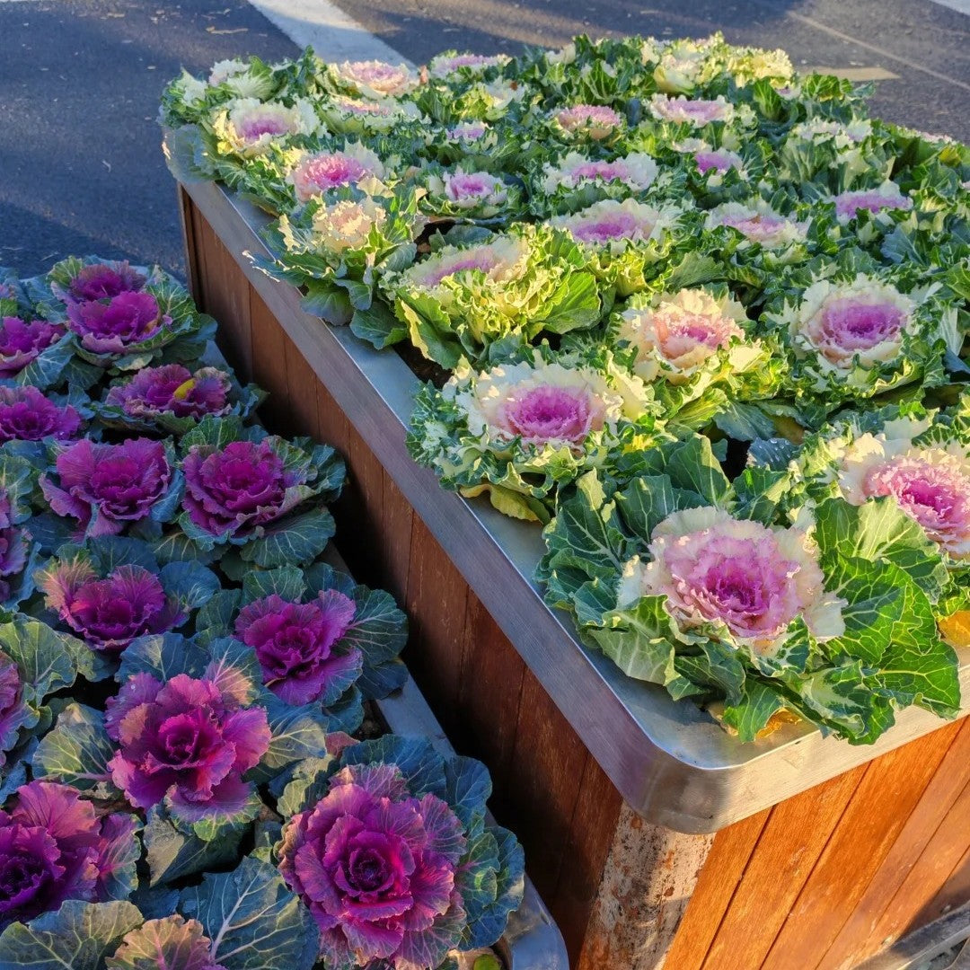 🌈Colorful Kale Seeds