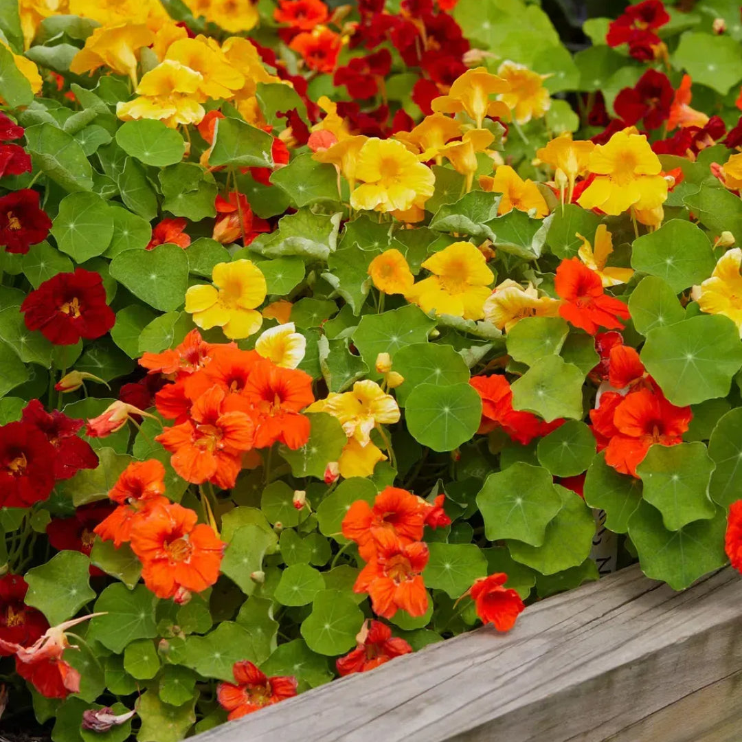 Nasturtium Seeds
