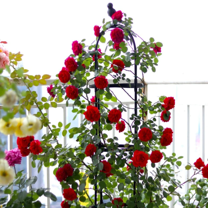 Florentina Arborose Seeds