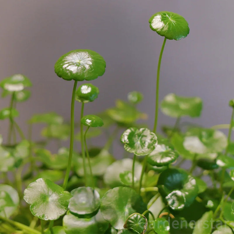 🍀Hydrocotyle Vulgaris Seeds-Copper Coin Grass