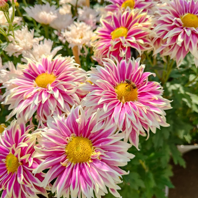 Rare Treasure Chrysanthemum Seeds
