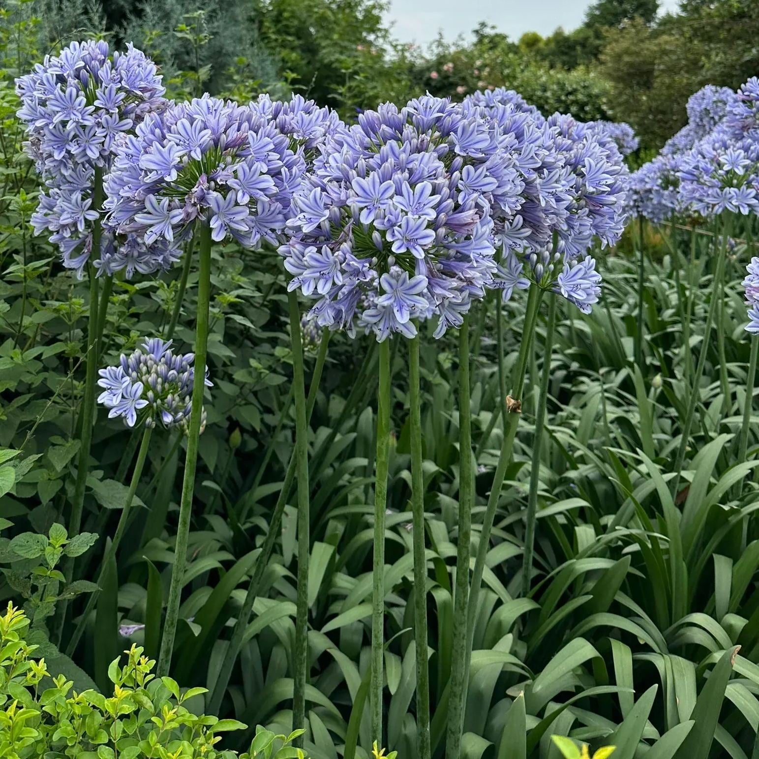 Agapanthus africanus ‘Blue’