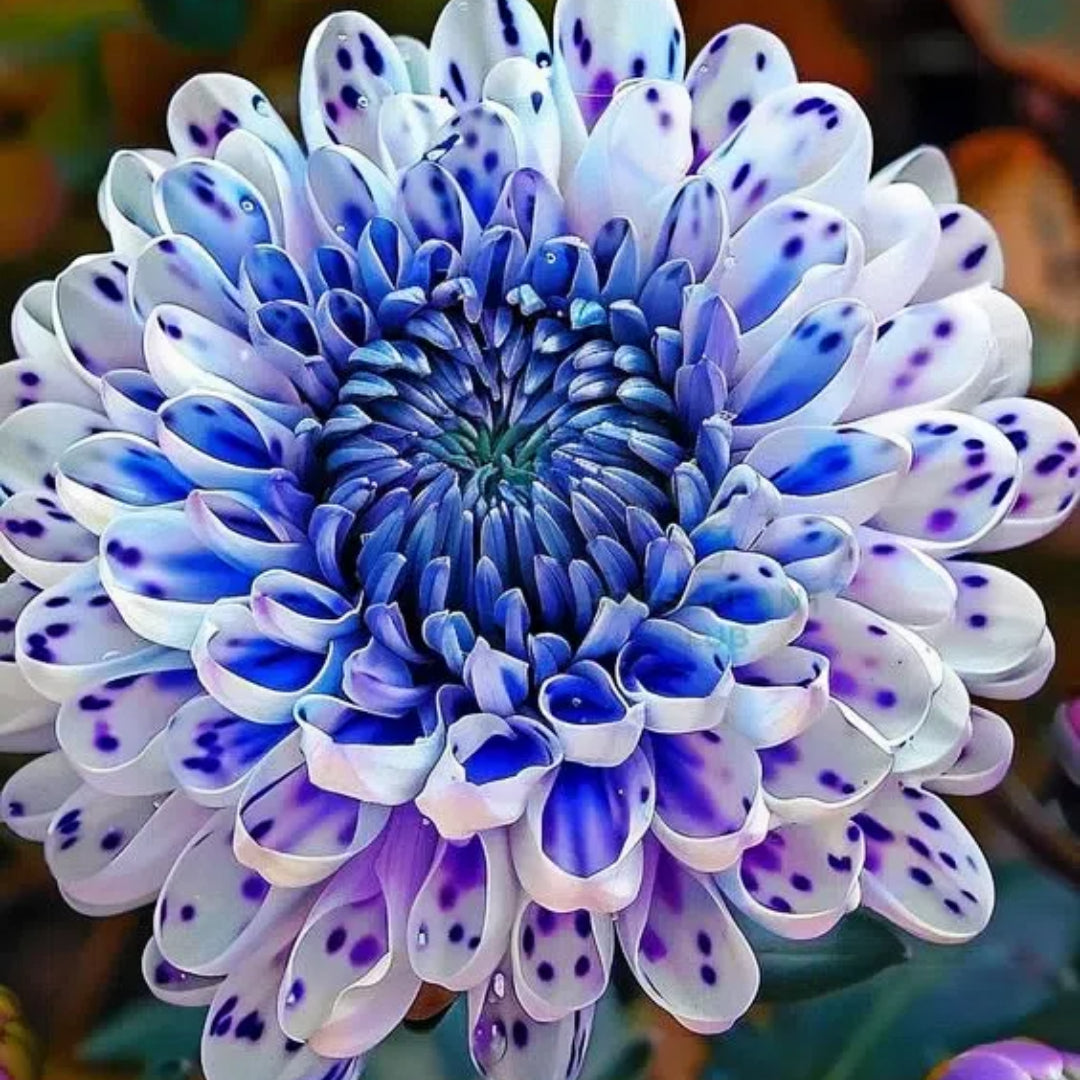 🌸Captivating Starry Night Dahlia 🌸