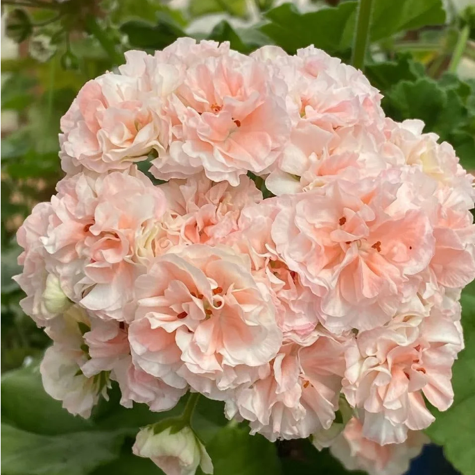 Geranium EU Peach Aventurine