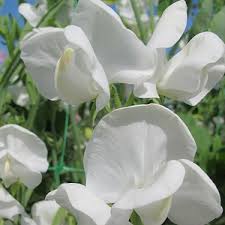 ROYAL WEDDING SWEET PEA SEED