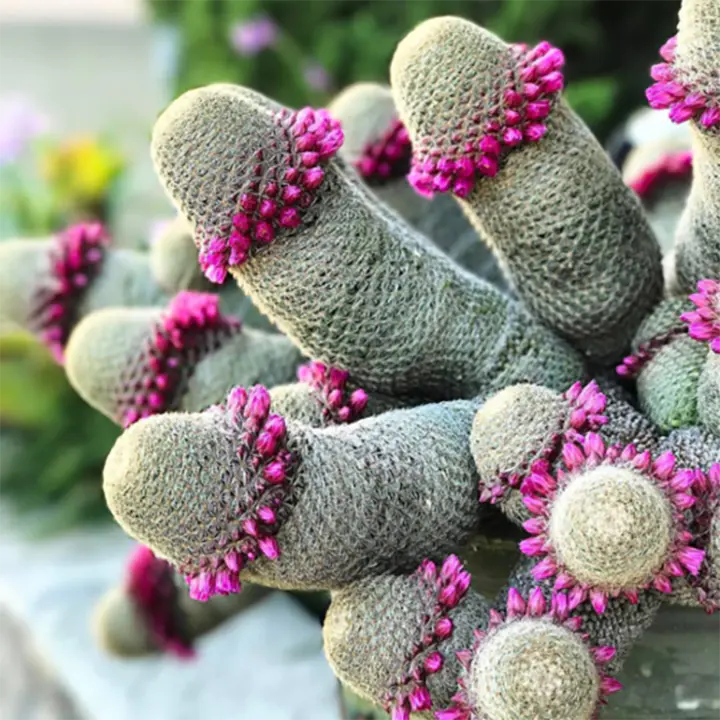 The Mammillaria Matudae Cactus Flower Plant Seeds