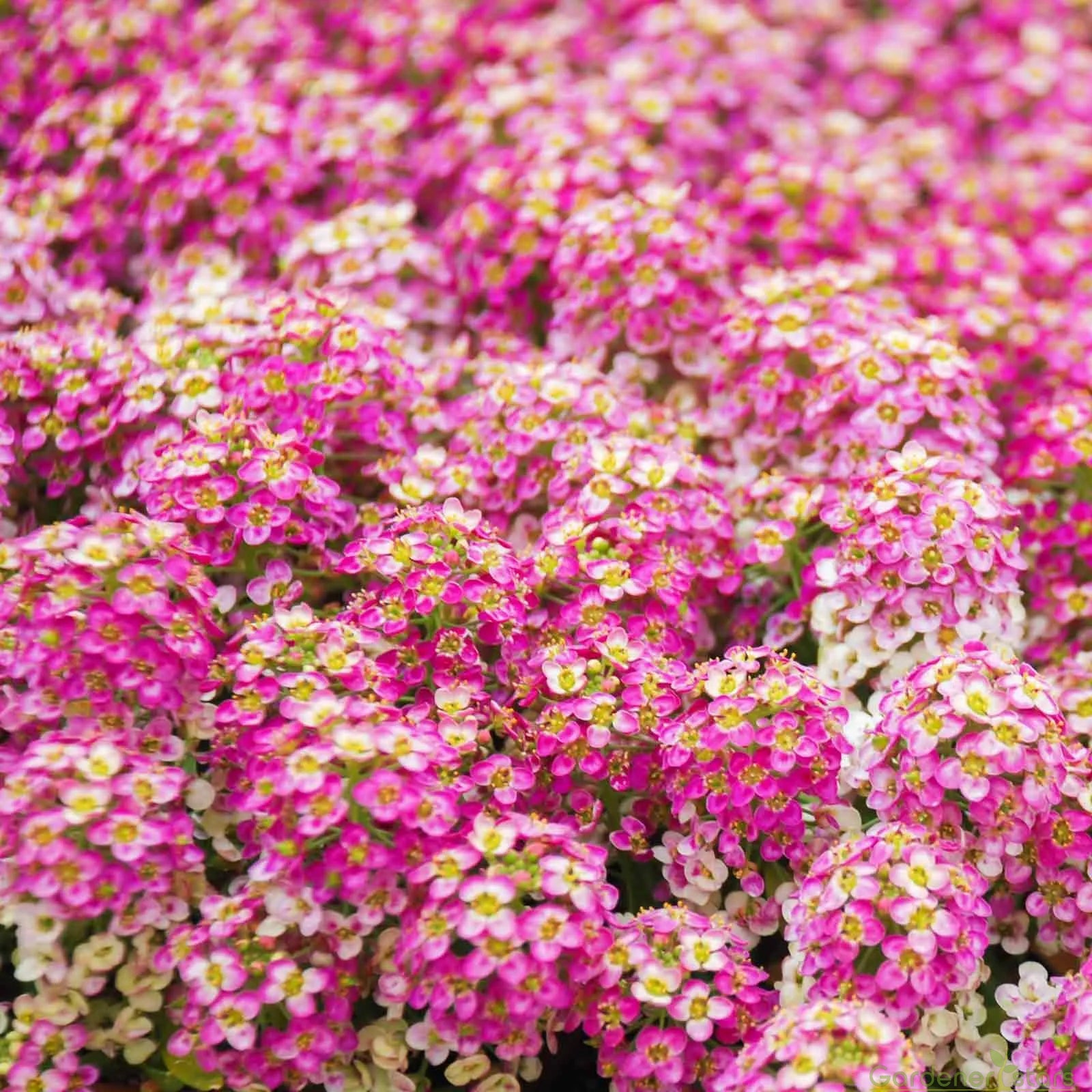 Candytuft Seeds - Mixed Colors