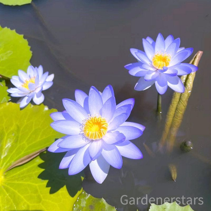 🌸[7 days germination]Last Day Up to 80% OFF💐The Sacred Bonsai Bowl Lotus Flower