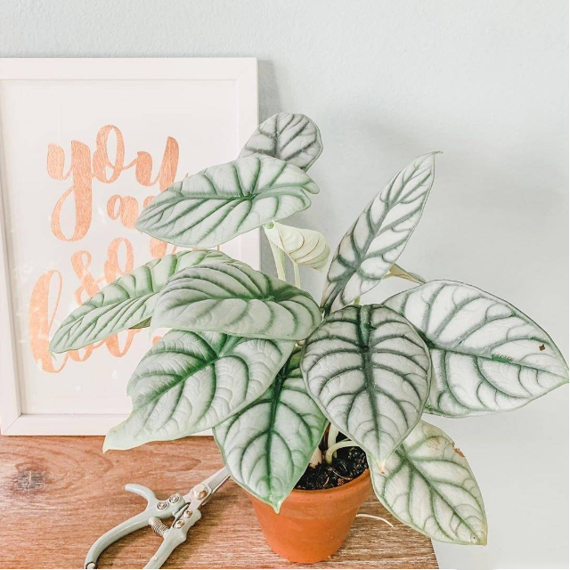 Alocasia baginda 'Silver Dragon' RARE Indoor and Outdoor Live Tropical House Plant