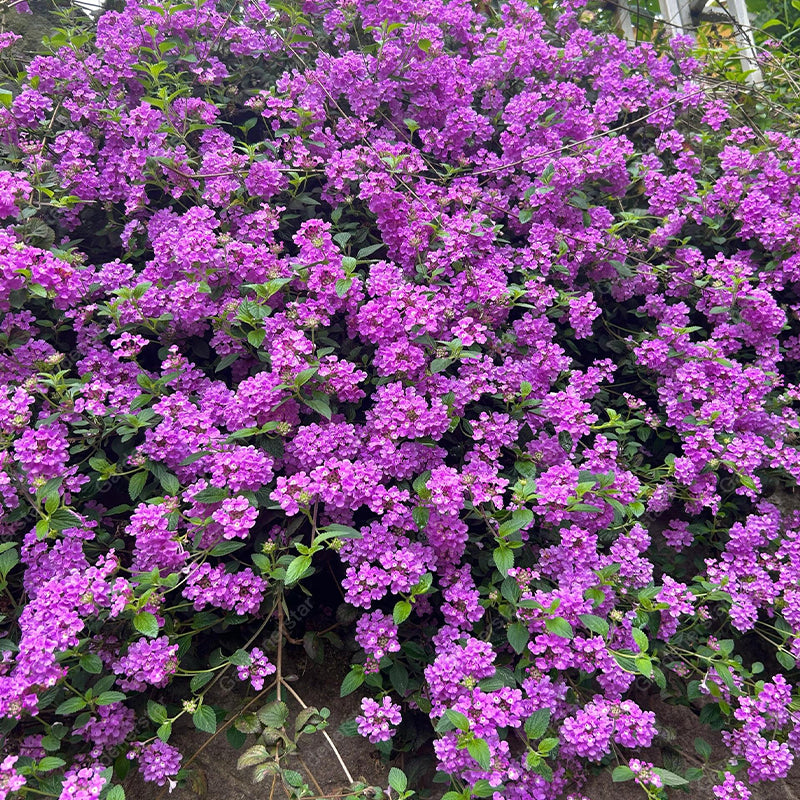 🌺Colorful Elf Lantana Seeds - Repels Mosquitoes And Flies