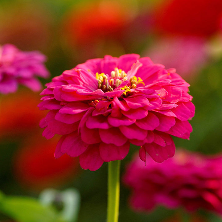 🌺Double Dwarf Zinnia Seeds