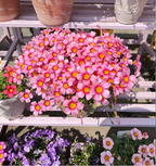 Multicolor Oxalis Seeds