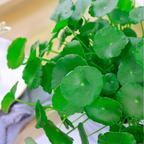 Hydrocotyle Vulgaris Seeds