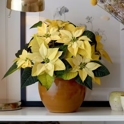 Christmas Star Flower Poinsettia Pot Seeds