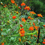 Orange Sunflower,Tithonia Speciosa Goldfinger flower Seeds