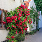 Rosa Banksiae Aiton Seeds