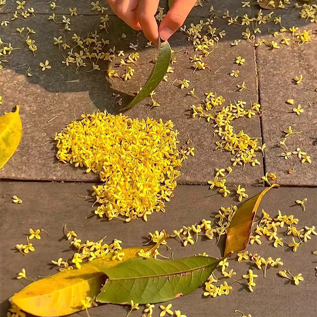 Four Seasons Osmanthus Tree Seeds