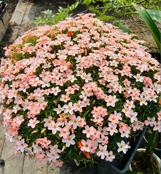 Multicolor Oxalis Seeds