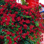 Rosa Banksiae Aiton Seeds