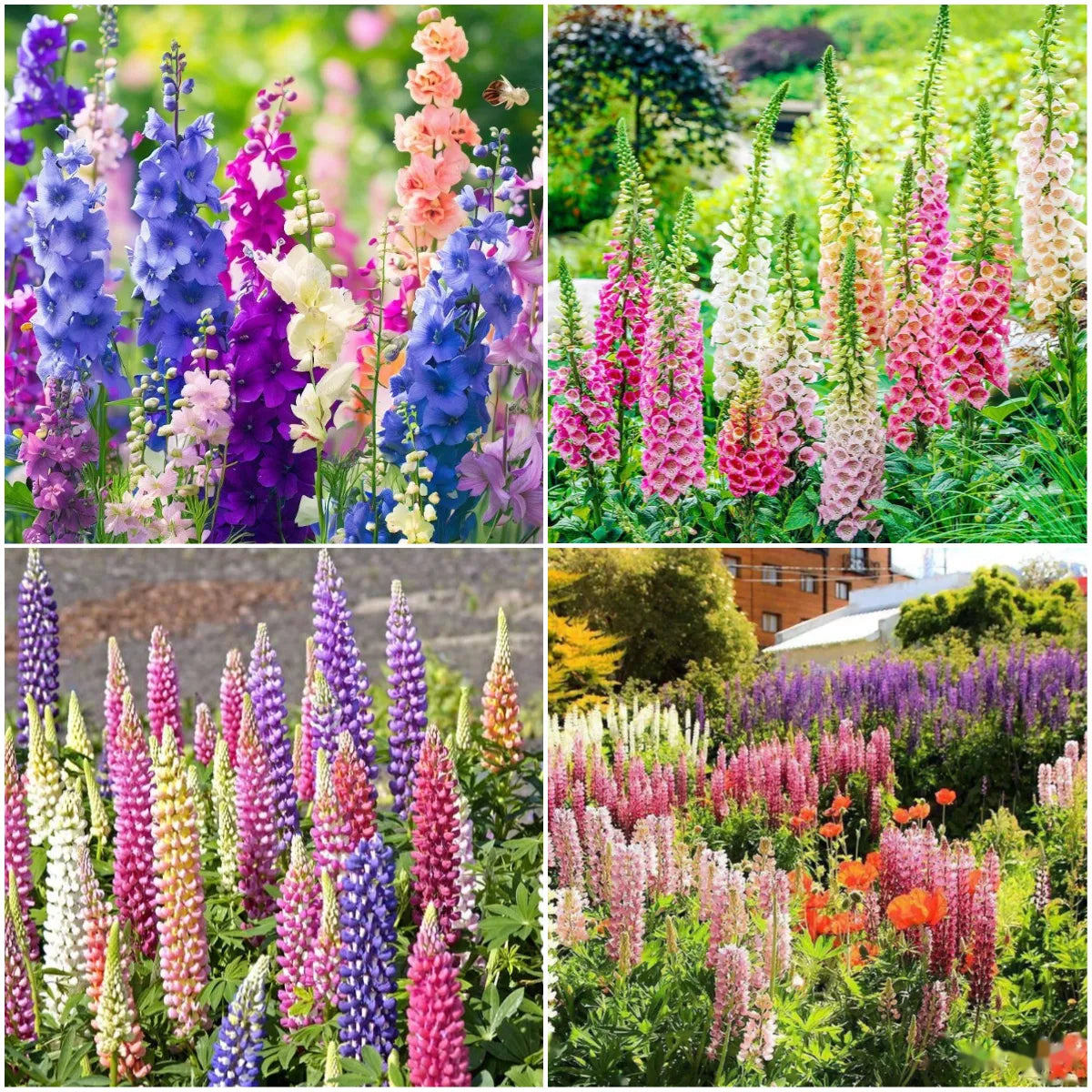✨🧑‍🌾New for Spring Garden💐Mix Delphinium, Foxglove, Lupine