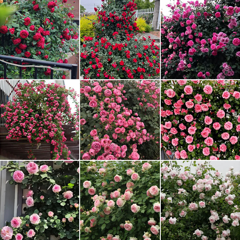 Mixed Climbing Flower Seeds -Over 30 kinds mixed