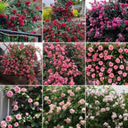 Mixed Climbing Flower Seeds -Over 30 kinds mixed