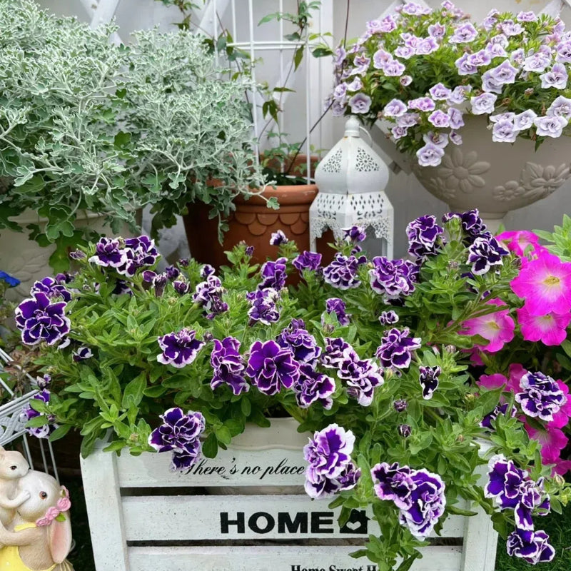 Double Petunia Seeds