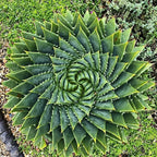 Spiral Aloe Drought Tolerant Edible